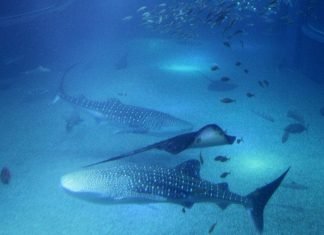Osaka Aquarium Kayukan