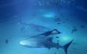 Osaka Aquarium Kayukan