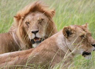 Itinerario per un safari in Kenya di 12 giorni itinerario-safari-kenya-amboselii-national-park