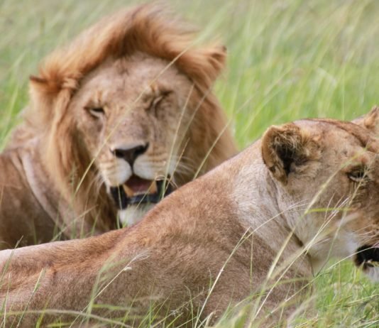 Itinerario per un safari in Kenya di 12 giorni itinerario-safari-kenya-amboselii-national-park