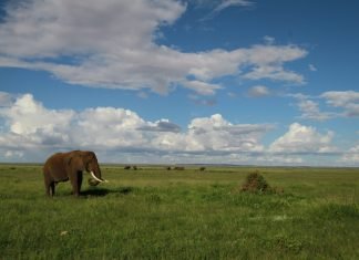 Come organizzare un safari in Kenya: la guida definitiva safari-kenya-come-organizzare