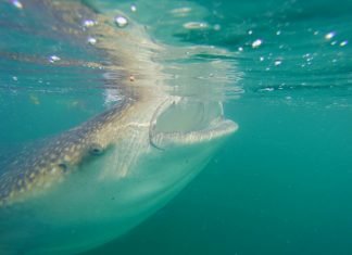 Nuotare con lo squalo balena in Messico: guida pratica viaggio-messico-nuotare-squalo-balena