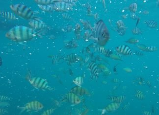 Viaggio in Malesia alle Isole Perenthian isole-perenthian