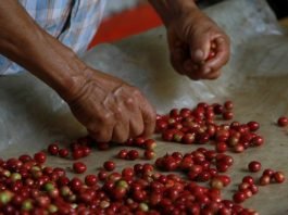 Un’esperienza di vita nell’Eje Cafetero colombiano eje-cafetero-colombia-turismo