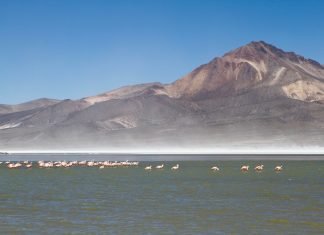 Cile del Nord: visitare il Parque Nacional de Lauca cile-visitare-parque-national-lauca-fenicotteri-salar-surire